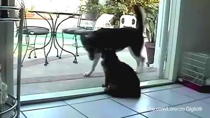 Du kommst hier nicht vorbei! - Hunde, die Angst vor Katzen haben