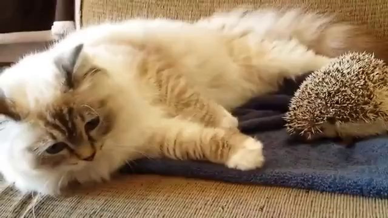 Dumme Katze setzt sich auf einen Igel