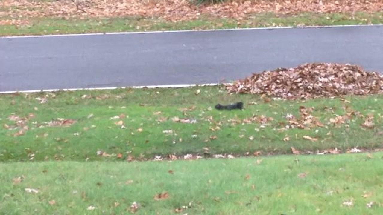 Eichhörnchen fällt in Ohnmacht