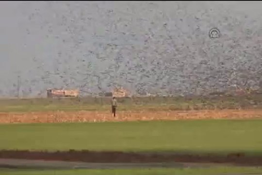 Sığırcık kuşların görsel şöleni