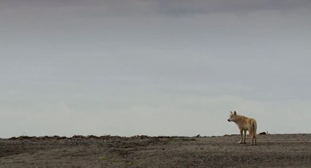 Bears HD Trailer 2014 (Official All Videos Trailer)