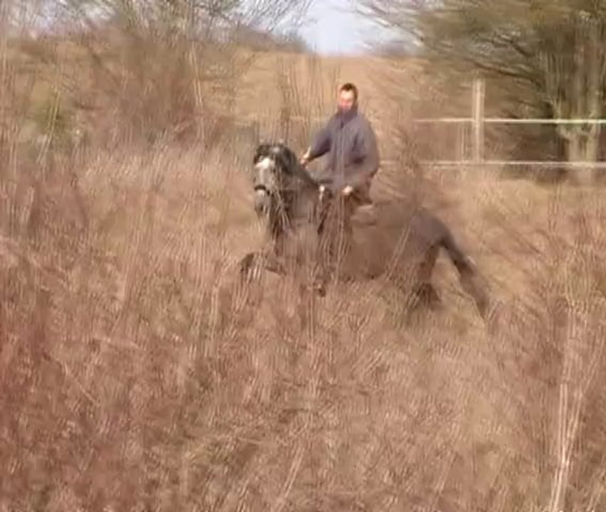 Débourrage Alvaro: 1ère sortie en extérieur