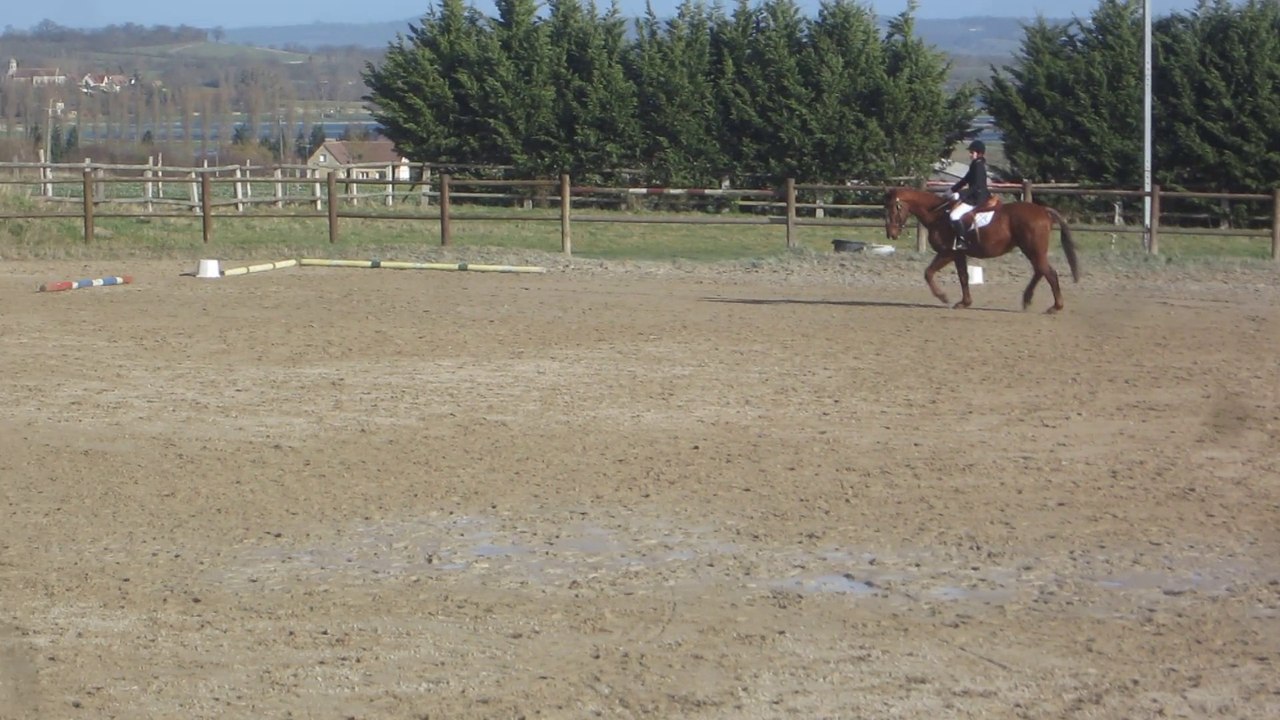 Louise et Lord premier concours de dressage