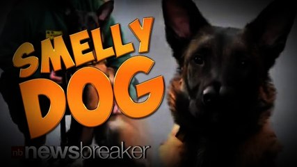 SMELLY DOG: Puppy With Two Noses Finally Finds Home After Many Give Him Back Due to Strange Appearance