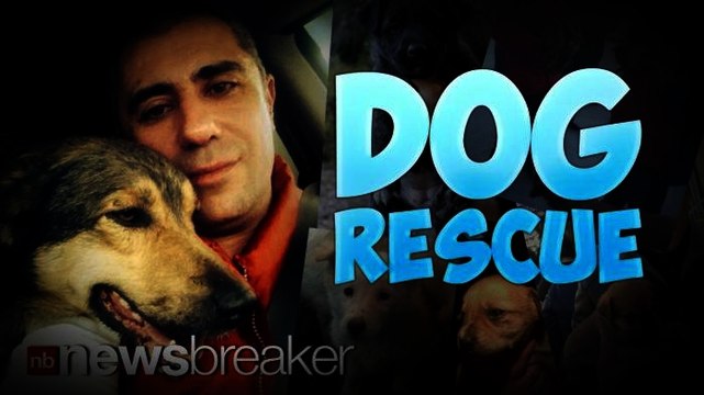 DOG RESCUE: Russian Man Travels to Sochi to Bring Dogs At Risk of Extermination Back to Moscow