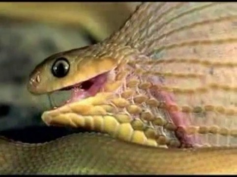 Snake Eating BIG Egg