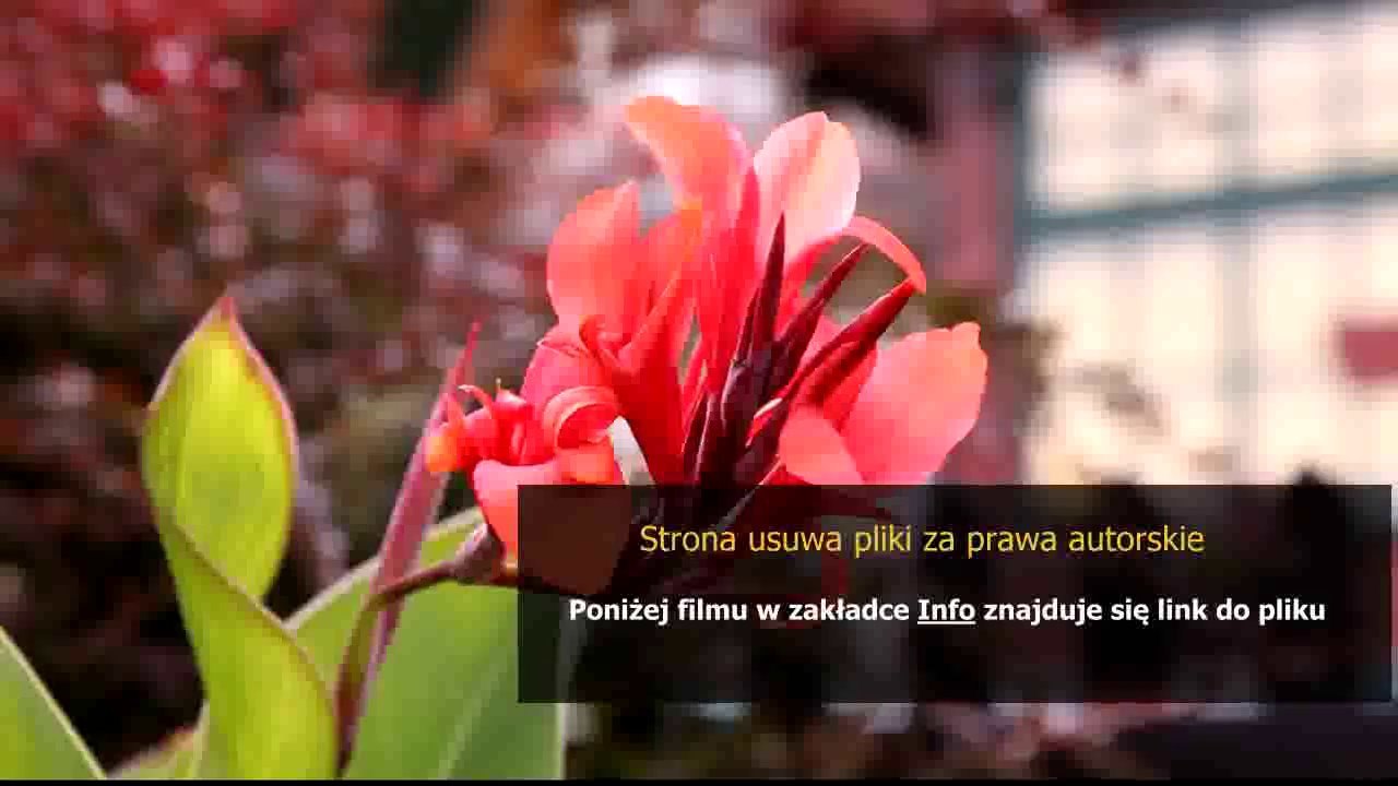 poradnik do gry x com