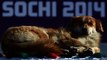 People Saving Sochi Dogs from Death Will Restore Your Faith in Humanity