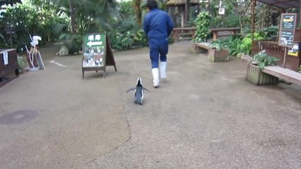 Un homme poursuivit par un manchot