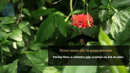 sposob na alcybiadesa audiobook wolne lektury