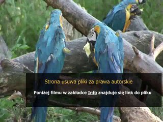 instrukcja obslugi kuchenki amica comfort i