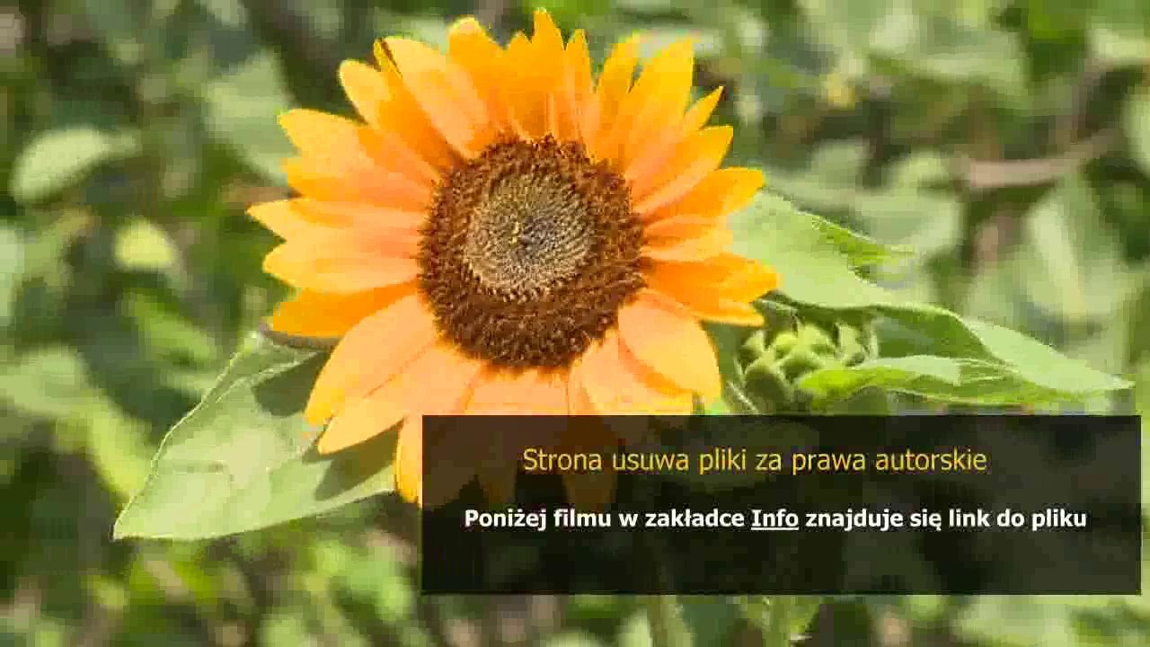 poradnik gimp dla poczatkujacych