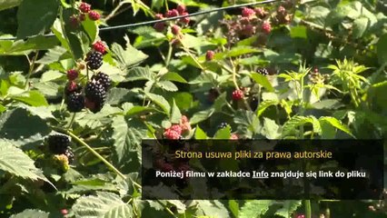 sposob na elektryzowanie sie wlosow
