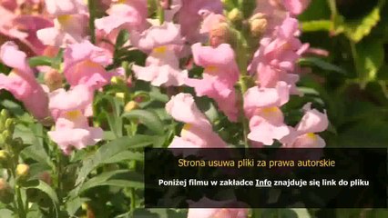 manual home theater philips lx3000d