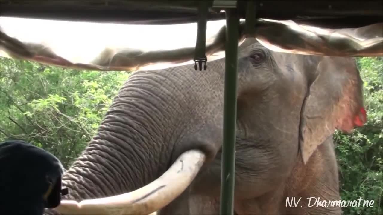 Un éléphant attaque une voiture de touristes