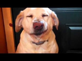 Kedi Mamasını Yiyen Köpeğin Suçluluk Psikolojisi