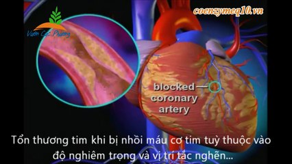 Coenzyme Q10 cho trái tim luôn khỏe mạnh