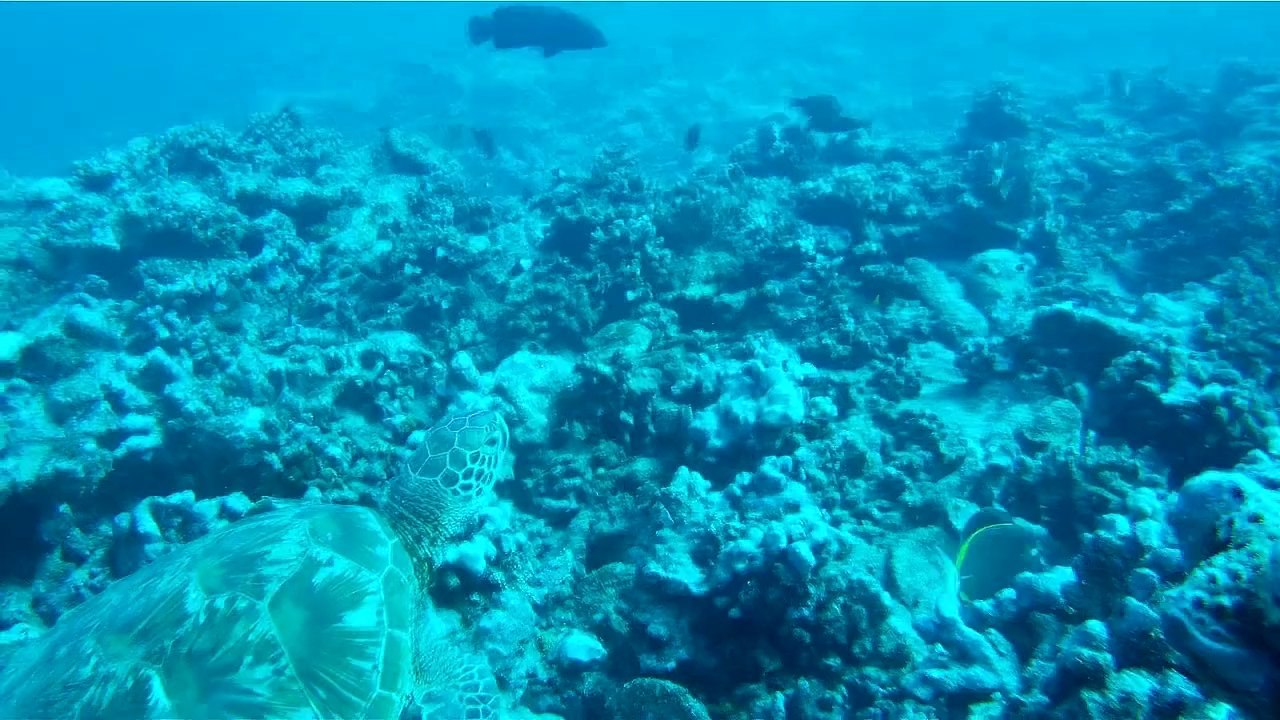 Plongée Moorea avec les jeunes