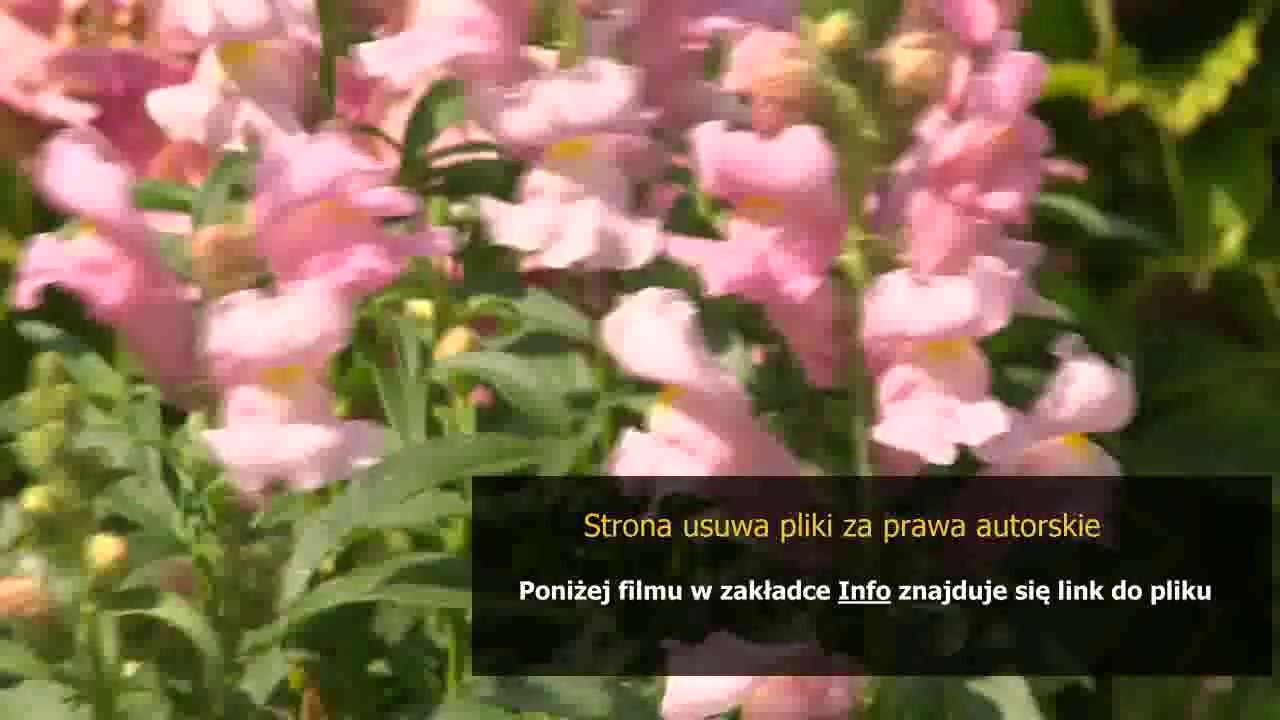 instrukcja obslugi zmywarki aeg oko favorit