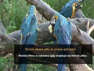 sposob na muszki owocowki