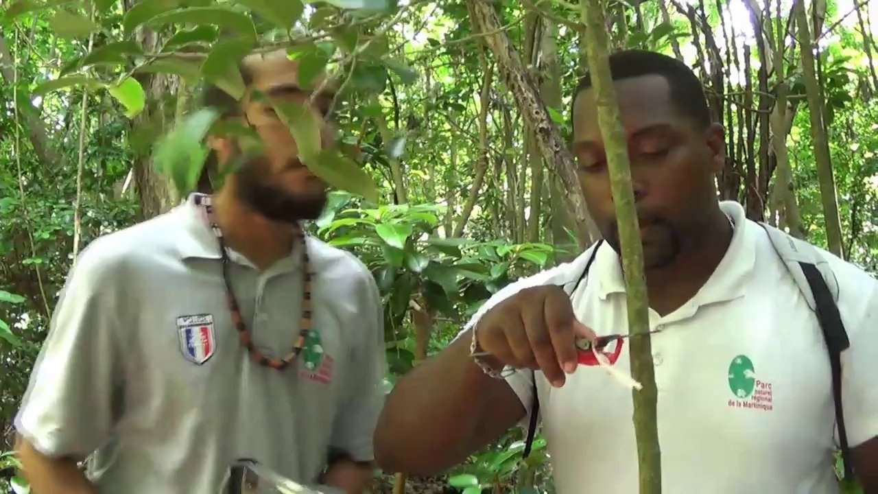 À la découverte des hotspots du moqueur gorge-blanche en Martinique !