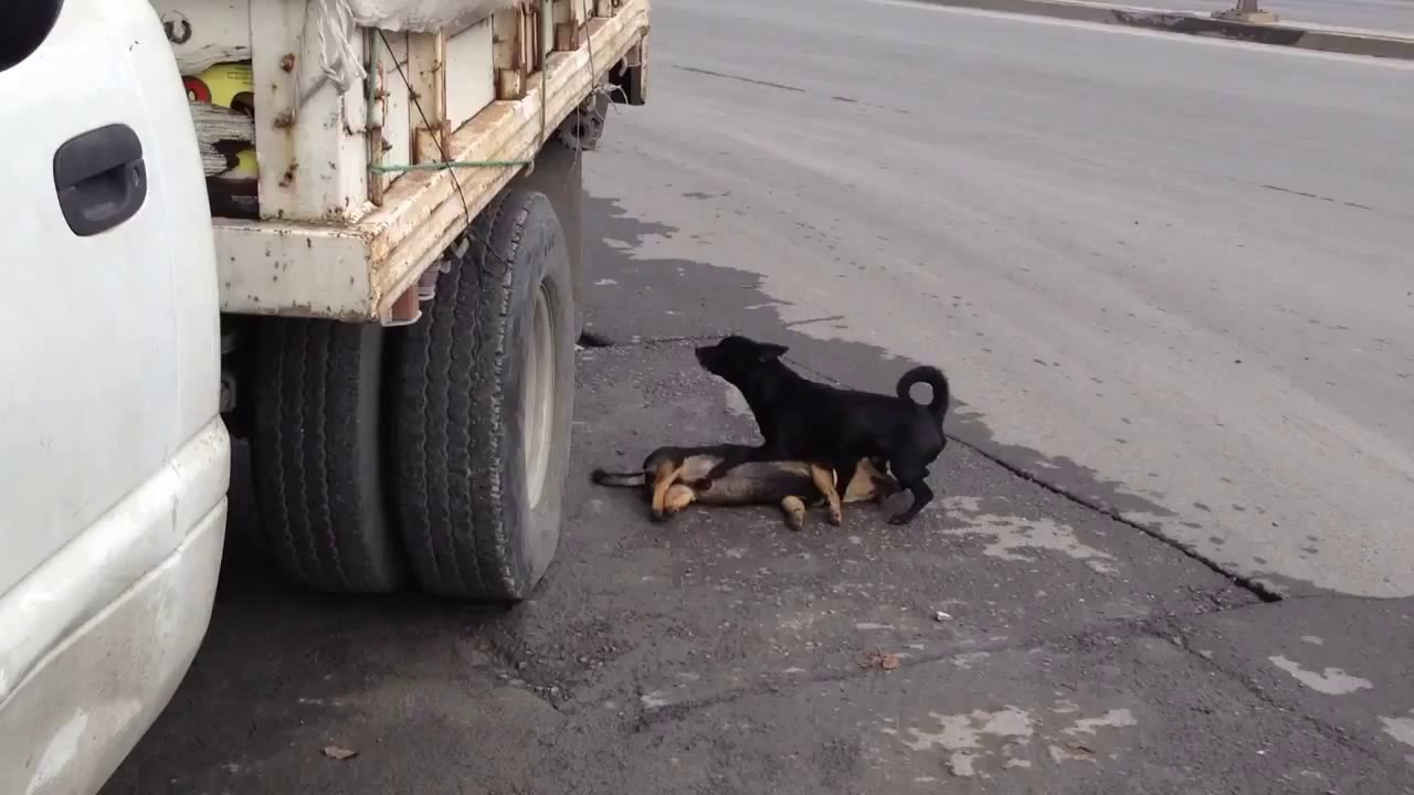 Un petit chien essaye de ranimer son copain renvers par une voiture