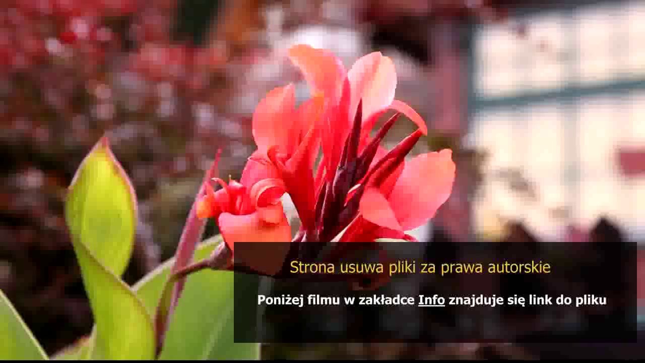 kupony do auchana