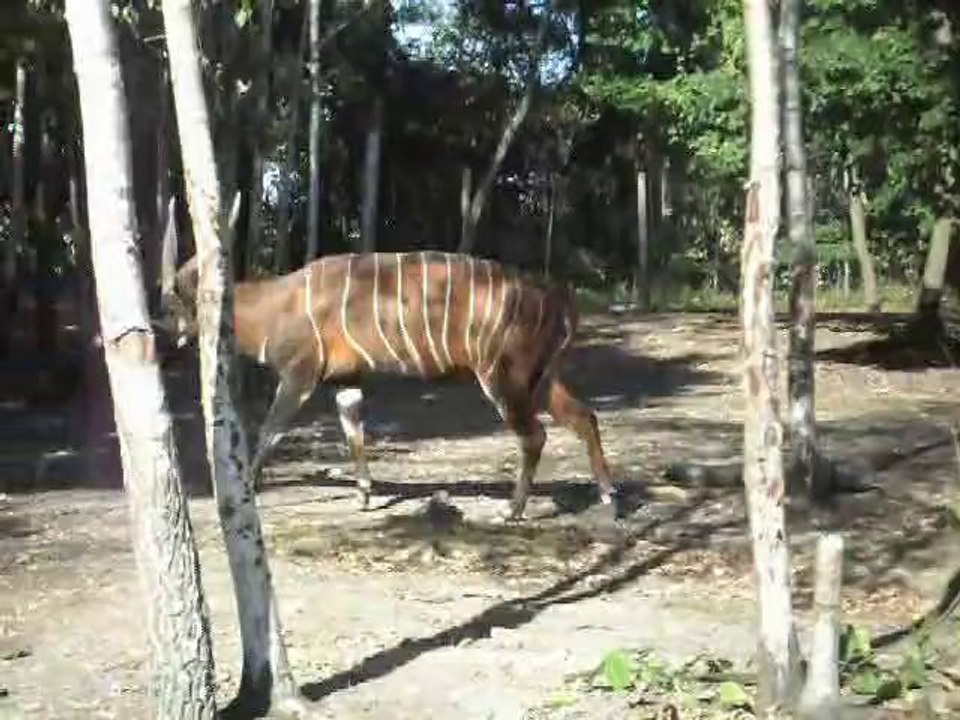 Parc animalier de Thoiry (2009) Christine