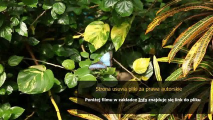 philips se445 instrukcja po polsku