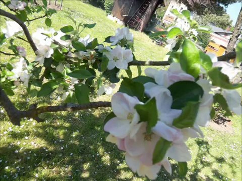 Mikail Aslan & Aynur Dogan-Askin Sarabi