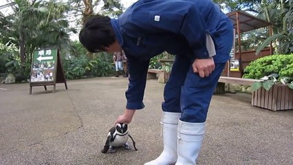 Sahibinin Peşinden Koşan Penguen