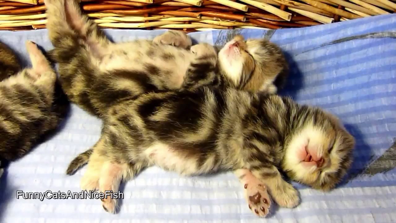 Des bébés chats trop mignons pour la Saint-Valentin.