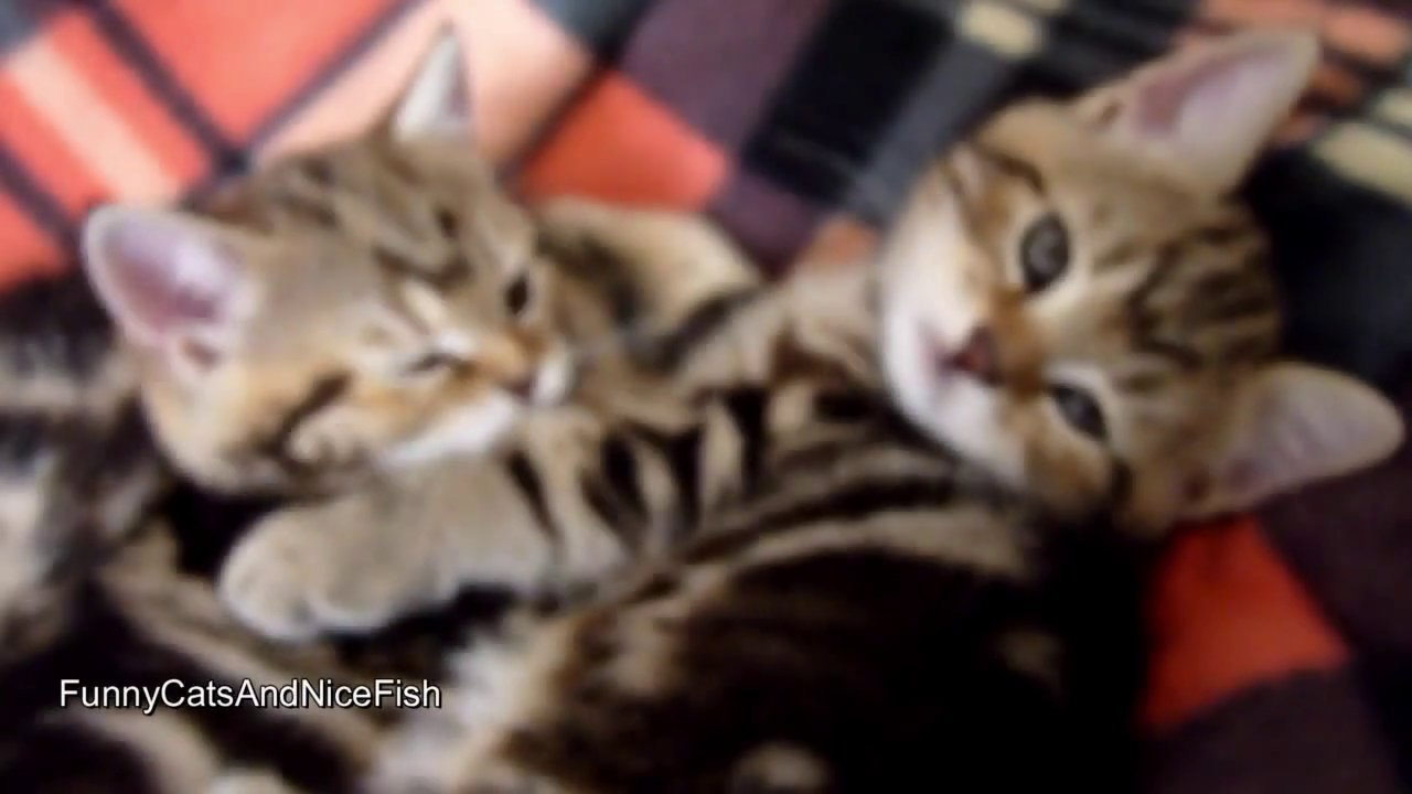 Cutest Kittens and Cats Couples for your Valentine's day!