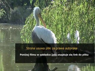 urgot league of legends poradnik