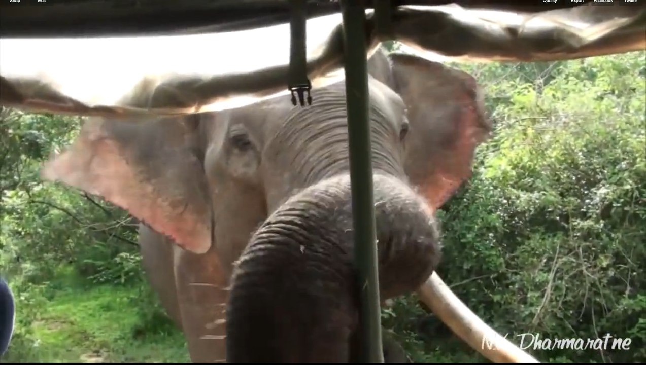 Un éléphant attaque une Jeep lors d'un Safari au Sri Lanka !!