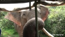 Crazy Elephant Attacks A Jeep For Food!! Yala National Park Sri Lanka
