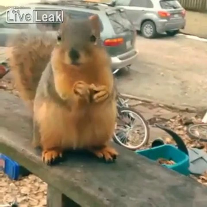 Ein dankbares Eichhörnchen