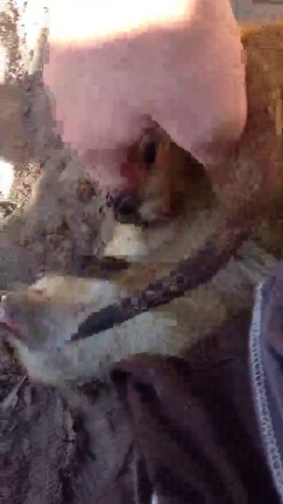 Ein Erdmännchen kitzeln