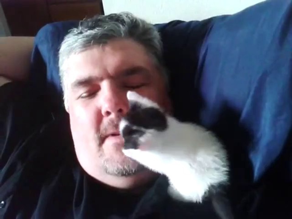 Ein extrem süßes Babykätzchen