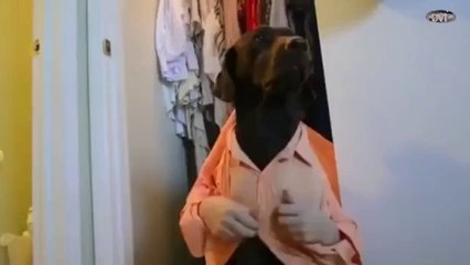 Ein gewöhnlicher Morgen im Leben eines Hundes