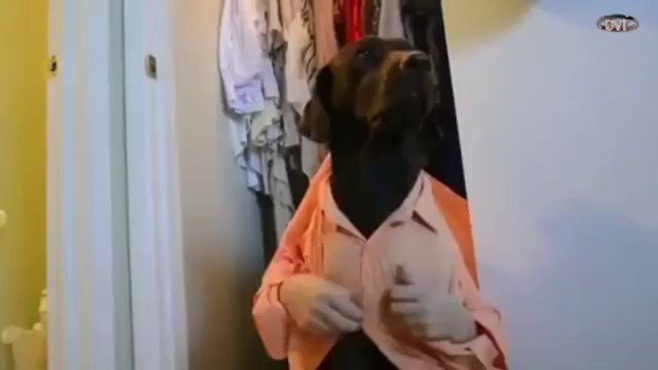 Ein gewöhnlicher Morgen im Leben eines Hundes