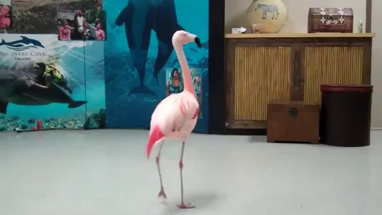 Ein tanzender Flamingo