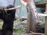 Kung Fu Bear