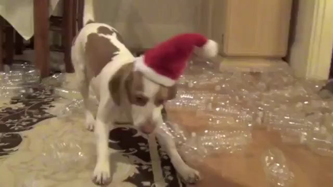 Ein Weihnachtsgeschenk dass alle Hunde lieben werden