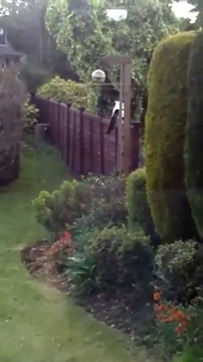 Ein wilder Fuchs vs. Hauskatzen