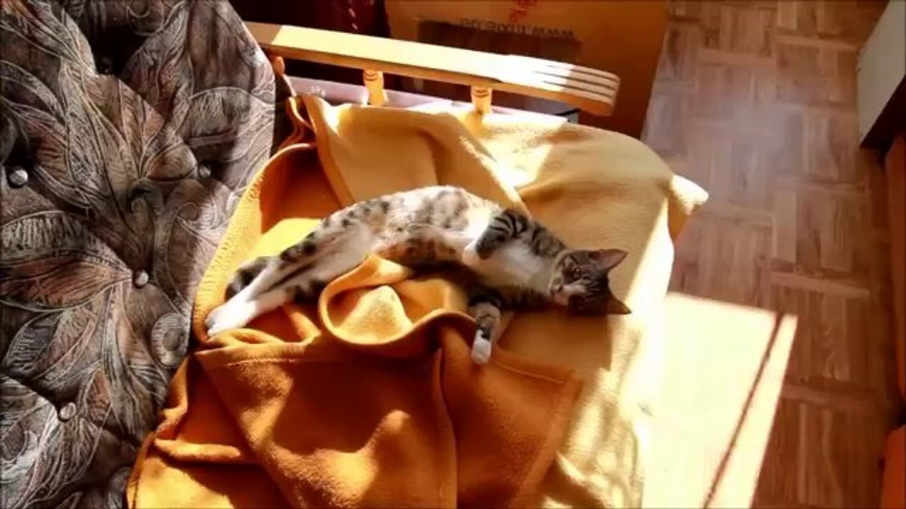 Eine gesprächige Katze