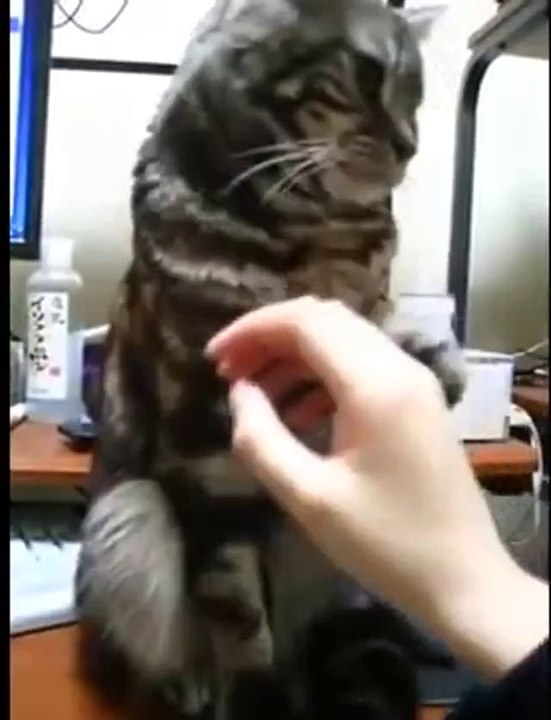 Eine höfliche Katze