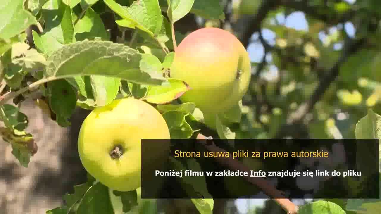 league of legends ezreal guide build