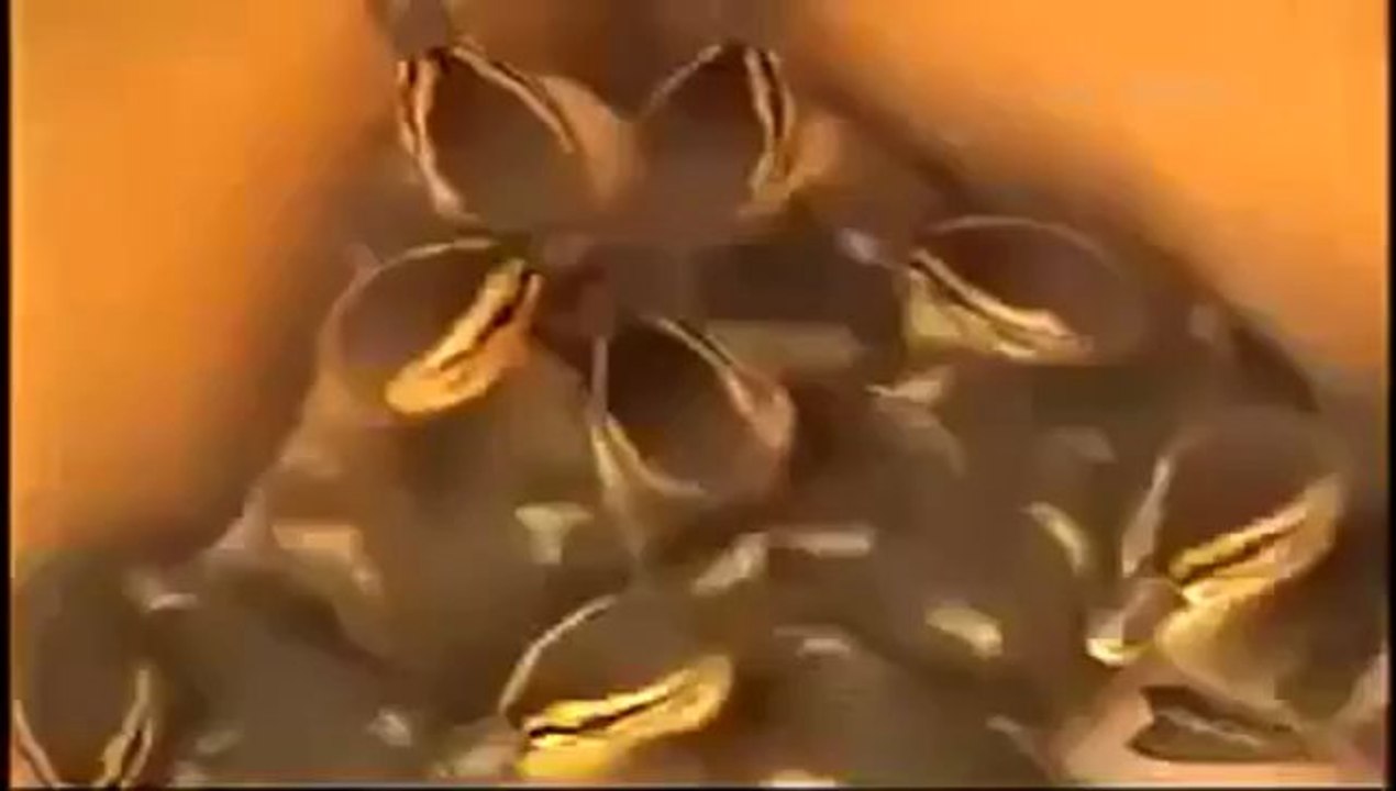 Entenmutter bittet die Polizei um Hilfe