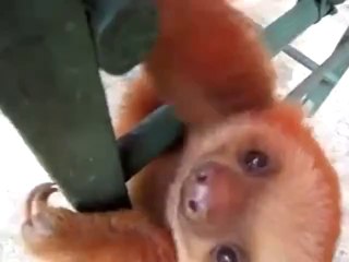 Extrem niedliches Faultier-Baby